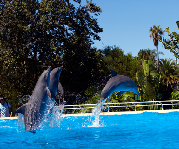 Dolphin Marine Conservation Park