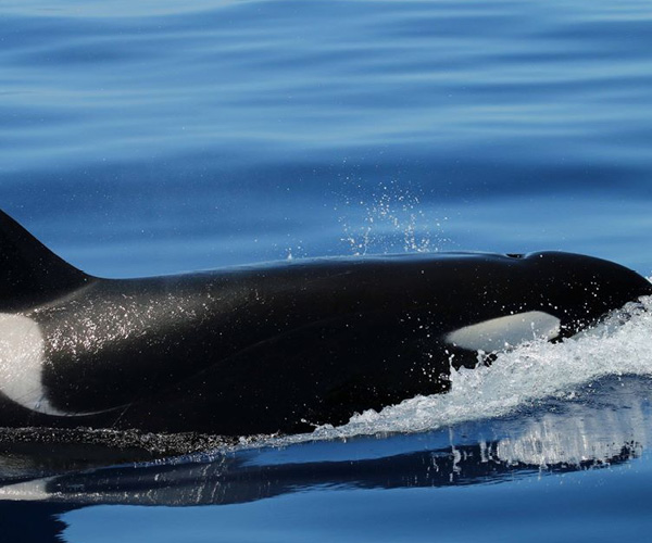 Naturaliste Charters